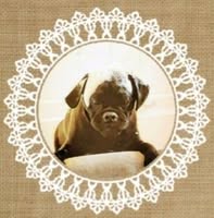 Scruffy Mutts Dog Grooming