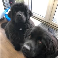 Platinum Pooches