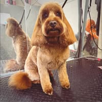 Oak Tree Dog Grooming Standish
