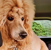 Lynn's Grooming Parlour