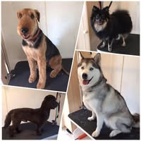 Kc dog grooming