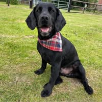 Vanity Fur - Professional Dog Grooming