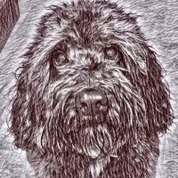 Di's Dog Grooming Worthing