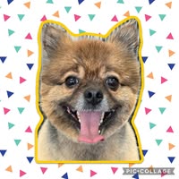 The Bridport Dog Groomer (weymutts)