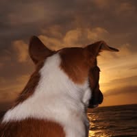 Scallywags Dog Grooming