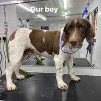 Glamorous Groomers