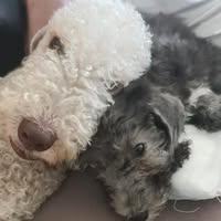 Polished Pooches