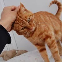 Country Lane Cattery