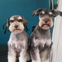 Barkem Mobile Dog Grooming