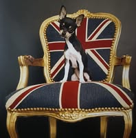 Transfurmation Mobile Dog Grooming
