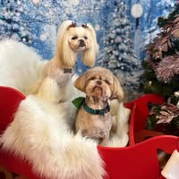 The Brighton Pet Spa