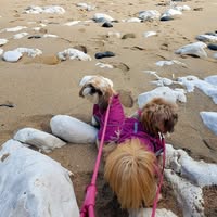 Four Paws Pet Care Services