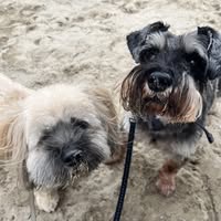 Pooches Grooming Parlour
