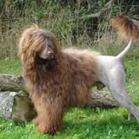 Saxondale Grooming Parlour
