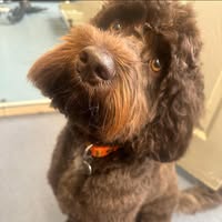 The Dog House Dog Grooming Bourne