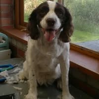 Jane T Mobile Dog Grooming