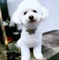Cuties Dog Grooming Salon