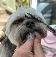 Deesigner Pets
