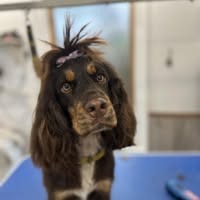 Muts Cuts Dog Groomers