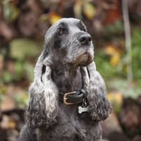 Amaranth Dog Grooming