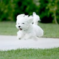 sweeps dog grooming
