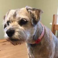 Phoebe Jayne’s Dog Grooming