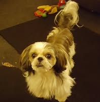 Furry Friends Mobile Grooming Service