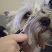 West Country Dog Grooming