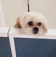 Traceys K9 Cuts