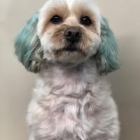 Paws and Claws Pamper Parlour