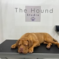The Hound Studio