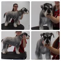 Dog Grooming by Shannon