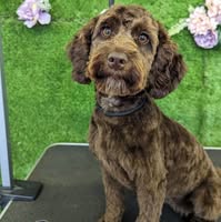 Aunty Milly's Pet Grooming