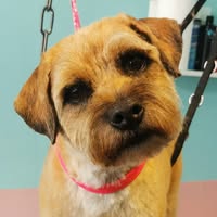 Rebecca's Dog Grooming
