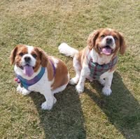Lady & The Tramp Groomers