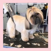 The Poochie Spa Dog Groomers