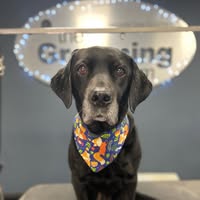 The Grooming Room