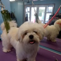 Deluxe Cuts Dog Grooming
