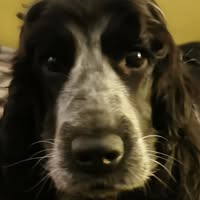 Simply Dogs Grooming Salon