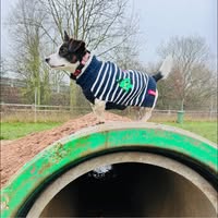 Dogs Go Doolally