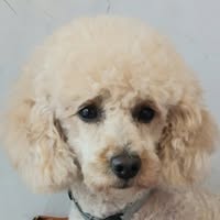 Sunny Dog Groomer