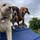 Stone Lodge Pets Hotel and Shop