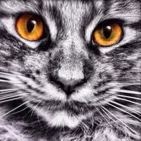 Catskingdom mobile cat grooming