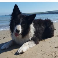 DebonHair Dogs