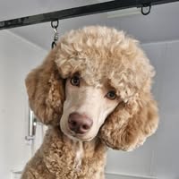 Mann's Best Friend Grooming Salon
