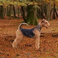 Daedal Dog Grooming