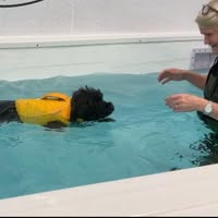 Groovy Grooming and Snazzy swimmers canine hydrotherapy centre
