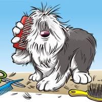 Sallywags Dog Salon