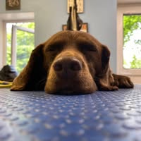 Jenny Coll Dog Grooming