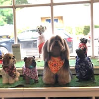 Hampton Hounds